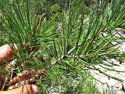 Pinus remota, photographed by Annika Lindqvist