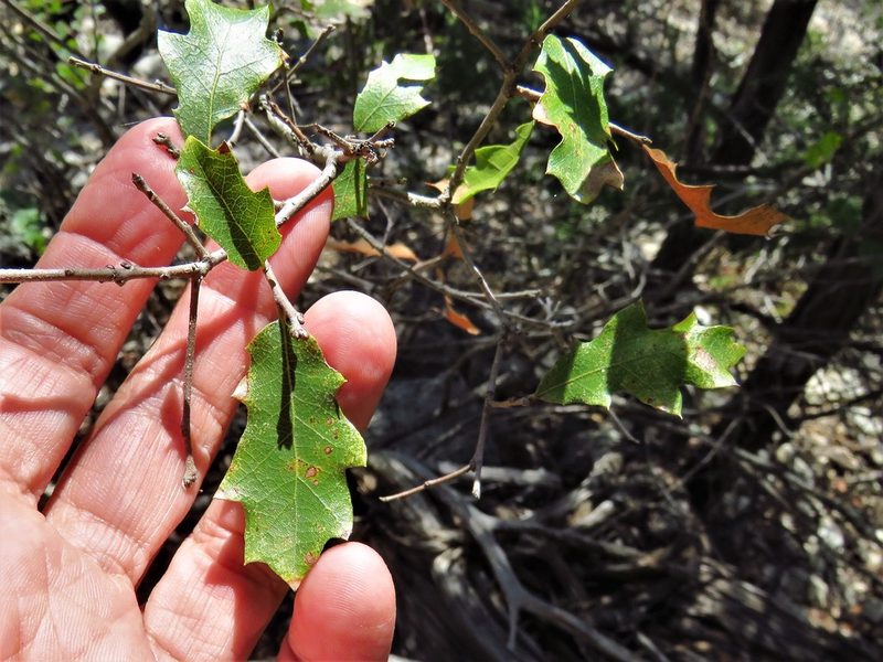 Quercus vaseyana, photographed by Annika Lindqvist