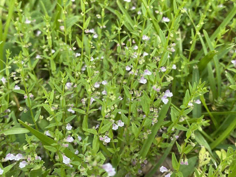 Scutellaria racemosa, photographed by Daniel McNair