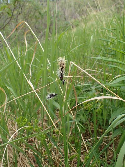 Carex podocarpa, photographed by Matt Bowser