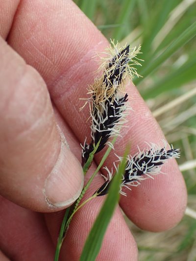Carex podocarpa, photographed by Matt Bowser