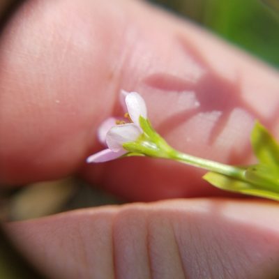 Sabatia calycina, photographed by Leila Dasher