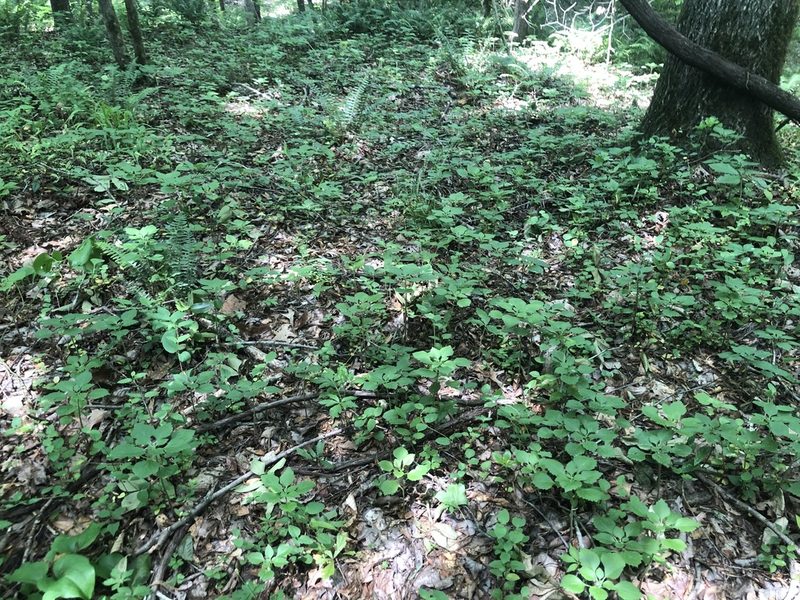 Pachysandra procumbens, photographed by John Kees
