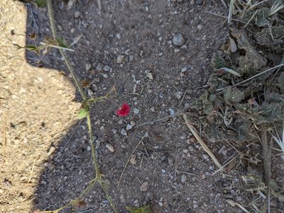 Boerhavia coccinea, photographed by Alexandre Passos