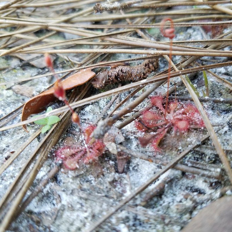 Drosera brevifolia, photographed by Leila Dasher