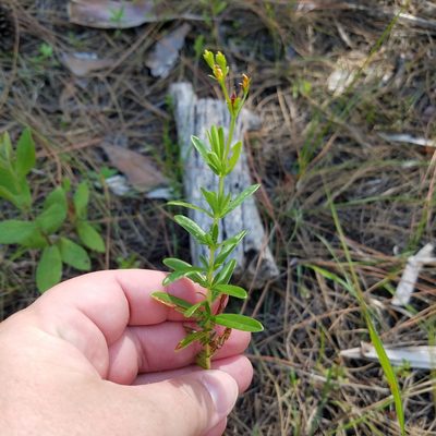 Hypericum cistifolium