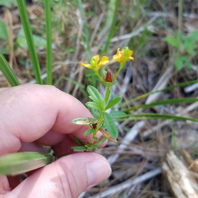 Hypericum cistifolium, photographed by Leila Dasher