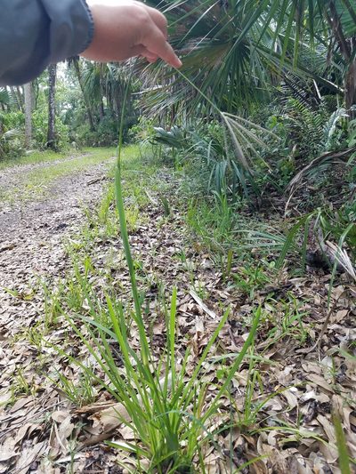 Eustachys glauca, photographed by Leila Dasher