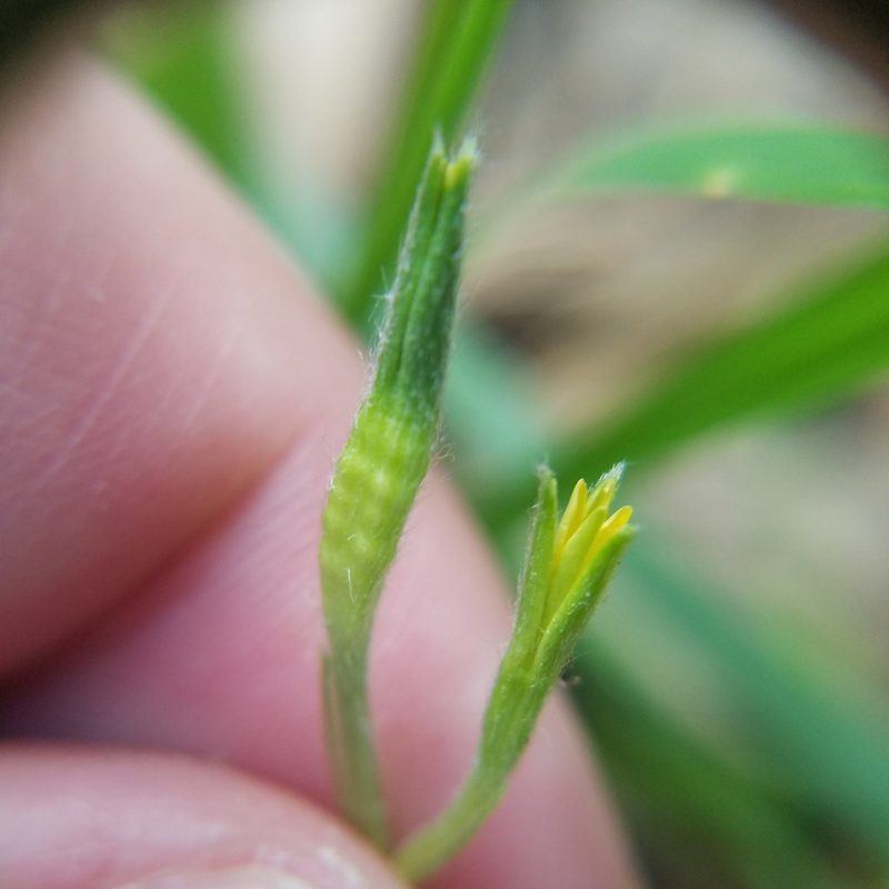 Hypoxis curtissii, photographed by Leila Dasher