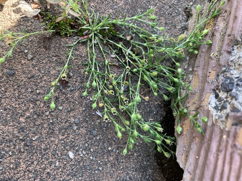Sagina japonica, photographed by 岸本年郎