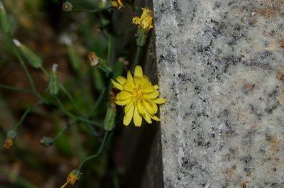 Ixeris chinensis, photographed by Zinogre