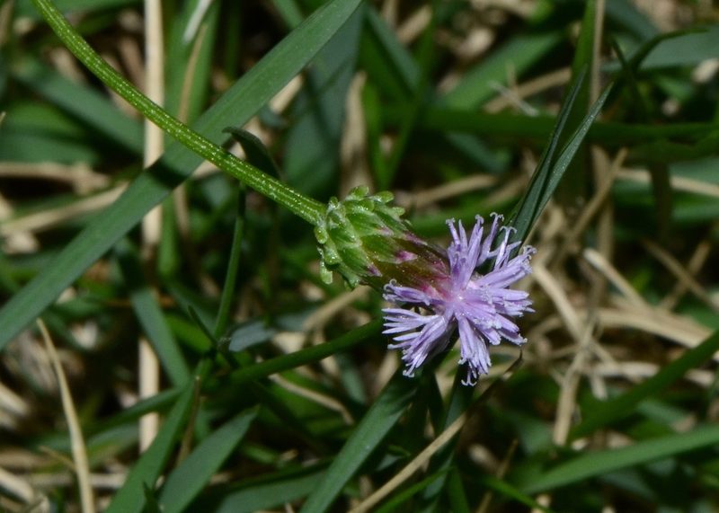 Saussurea lyrata, photographed by Zinogre