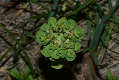 Euphorbia helioscopia, photographed by Zinogre