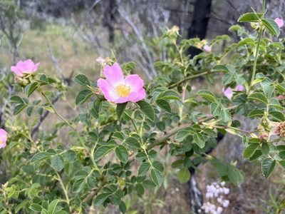 Rosa rubiginosa, photographed by Justin Felder