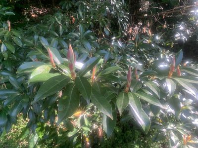 Machilus thunbergii, photographed by 岸本年郎