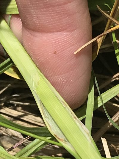Carex gravida, photographed by Ryan Donnelly