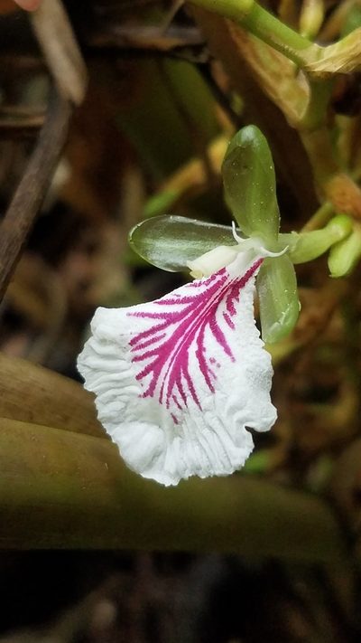 Elettaria cardamomum, photographed by geralg