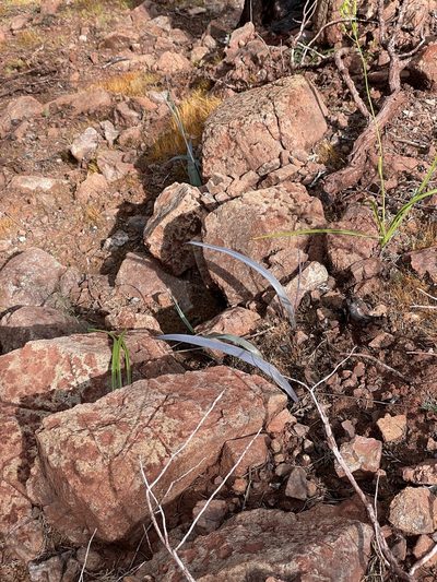 Calochortus raichei, photographed by Roger Raiche
