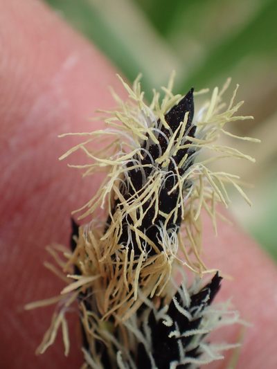 Carex podocarpa, photographed by Matt Bowser