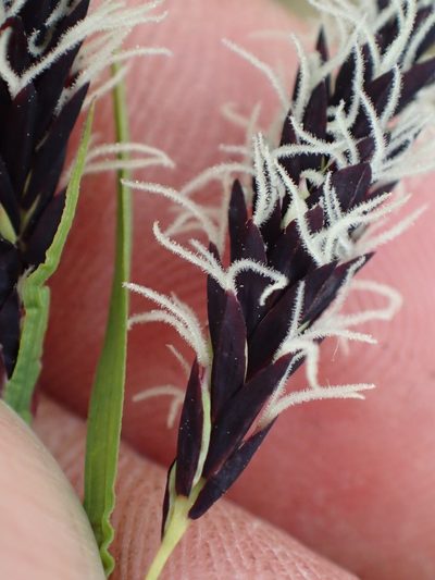 Carex podocarpa, photographed by Matt Bowser