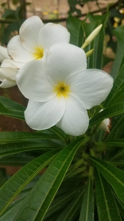 Plumeria pudica, photographed by geralg