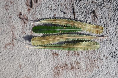 Banksia aemula, photographed by Gary Williams