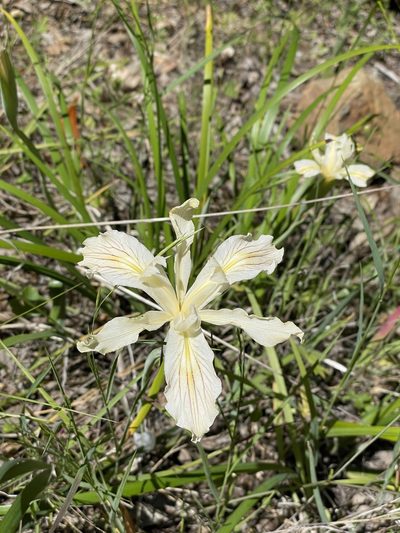 Iris purdyi, photographed by Roger Raiche