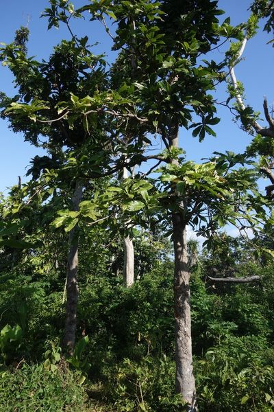 Barringtonia edulis, photographed by Dominik Maximilián Ramík