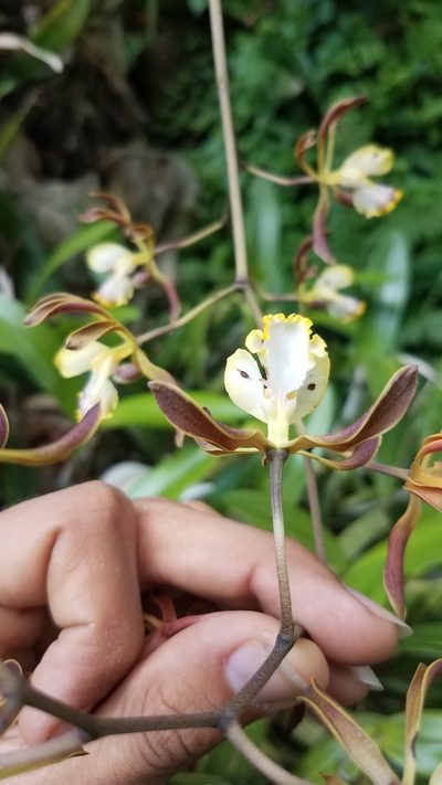 Encyclia alata, photographed by geralg