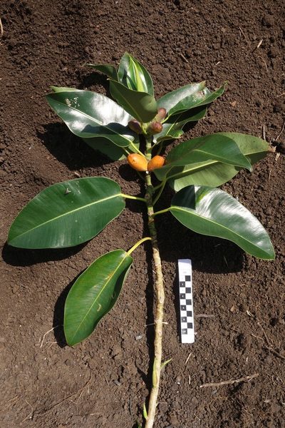 Ficus glandifera, photographed by Dominik Maximilián Ramík