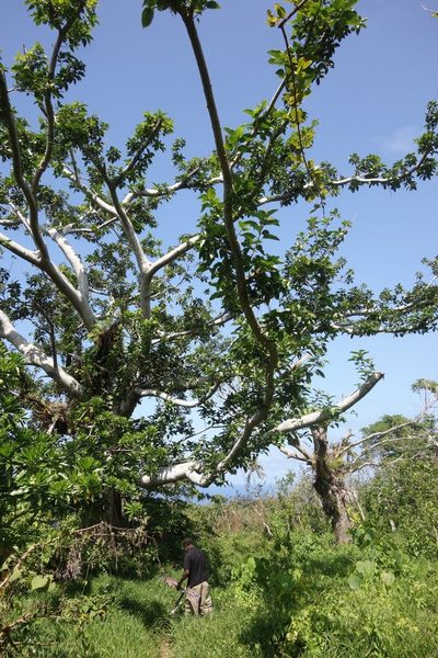 Ficus glandifera, photographed by Dominik Maximilián Ramík