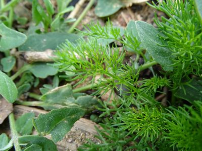 Tripleurospermum maritimum, photographed by Zeke Marshall