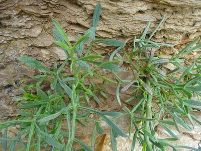 Crithmum maritimum, photographed by Zeke Marshall