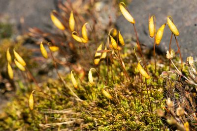 Rosulabryum capillare, photographed by Andrew Skotnicki
