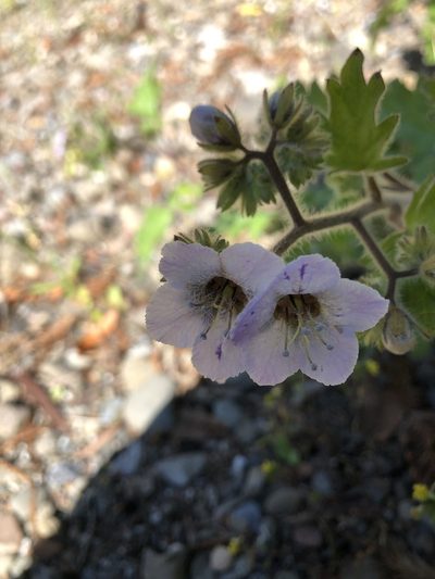 Phacelia bolanderi, photographed by gretchenparadis