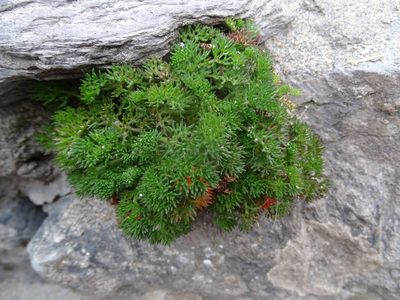 Tripleurospermum maritimum, photographed by Zeke Marshall
