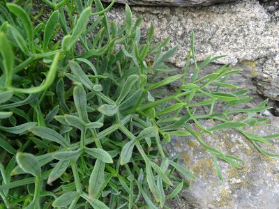 Crithmum maritimum, photographed by Zeke Marshall