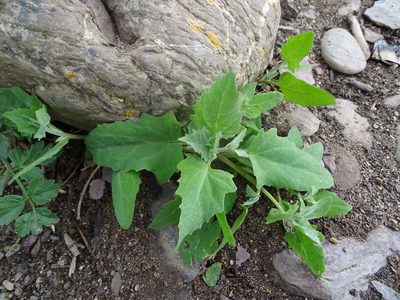 Atriplex prostrata, photographed by Zeke Marshall