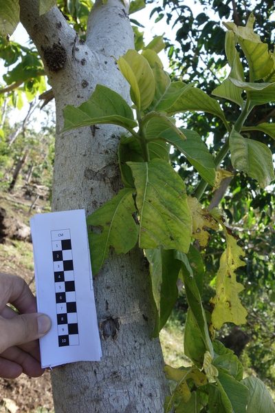 Pisonia grandis, photographed by Dominik Maximilián Ramík