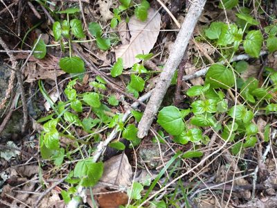 Circaea alpina, photographed by Drew Meyer