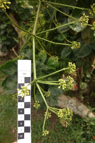 Polyscias scutellaria, photographed by Dominik Maximilián Ramík