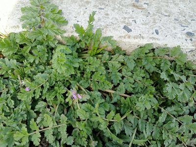 Erodium moschatum, photographed by John Barkla