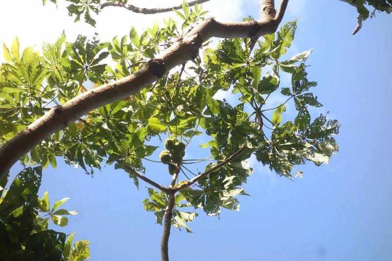 Sterculia vitiensis, photographed by Dominik Maximilián Ramík