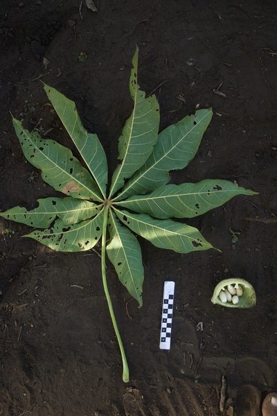 Sterculia vitiensis, photographed by Dominik Maximilián Ramík