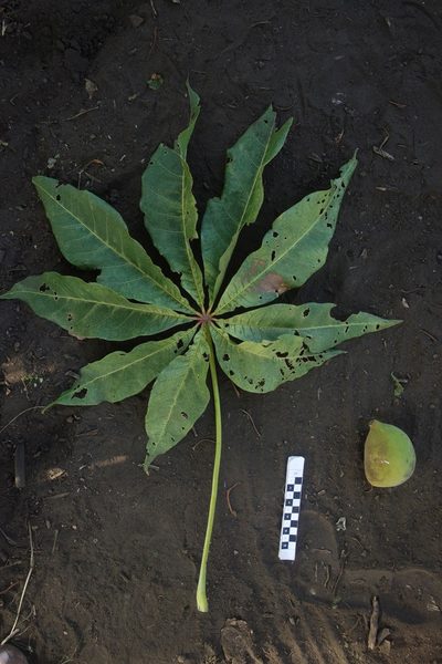 Sterculia vitiensis, photographed by Dominik Maximilián Ramík