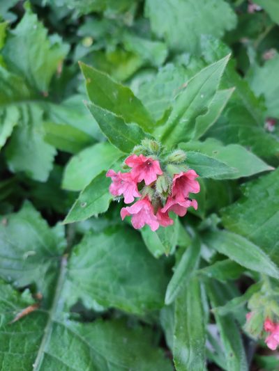 Pulmonaria rubra, photographed by xulescu_g