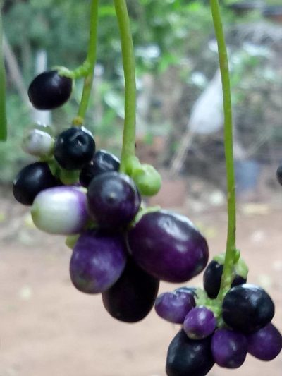 Cestrum diurnum, photographed by Wutthichayapartith Rasvara Nangkasamarinile