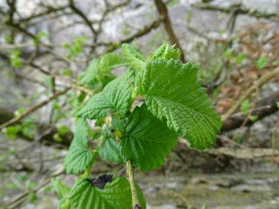 Ulmus minor, photographed by Zeke Marshall