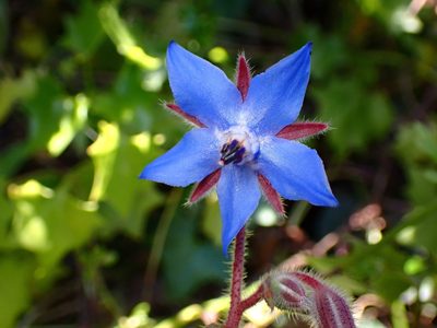 Borago officinalis, photographed by Cricket Raspet