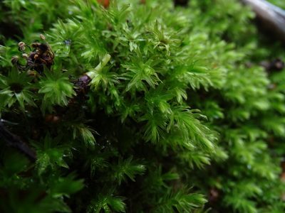 Mnium hornum, photographed by Zeke Marshall